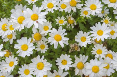 Bahçede beyaz ve sarı papatyalar