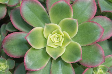 arkaplanda aeonyum haworthii bitkisi var