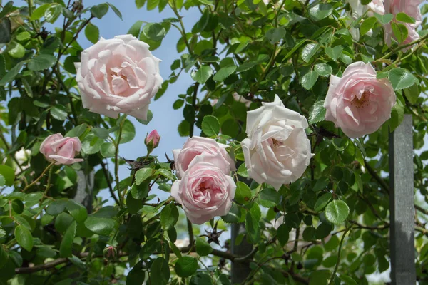 Bakgrund Med Fem Rosa Rosor Och Gröna Blad — Stockfoto