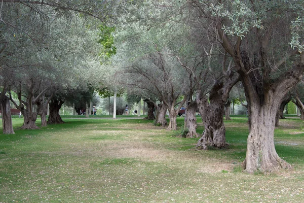 Набор Оливковых Деревьев Линейном Парке Мансанарес Мадриде Испания — стоковое фото