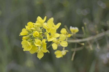  Hardal Çiçeği Bal yakın görünümü