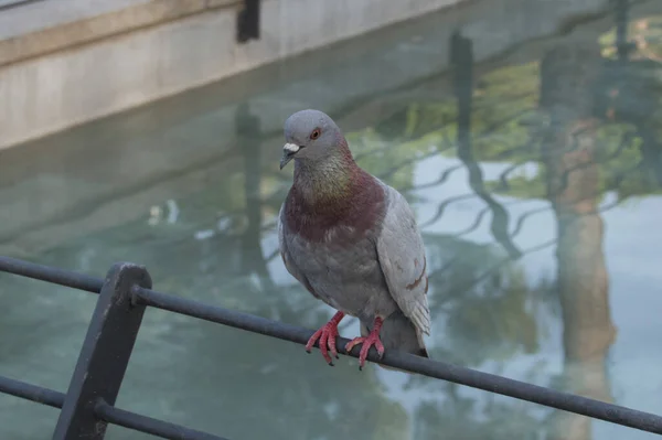 Pigeon Perched Railing Pond — Stock Photo, Image