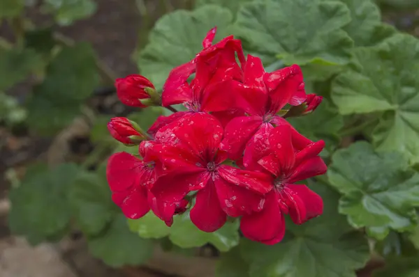 Fleurs Géranium Rouge Vues Près Isolées Sur Fond Vert — Photo