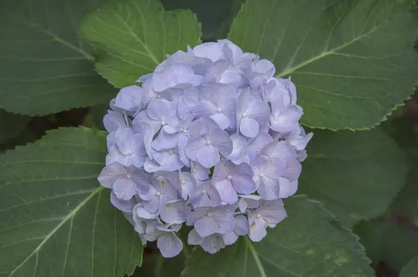Fleur Hortensia Violet Sur Fond Feuilles Vertes — Photo
