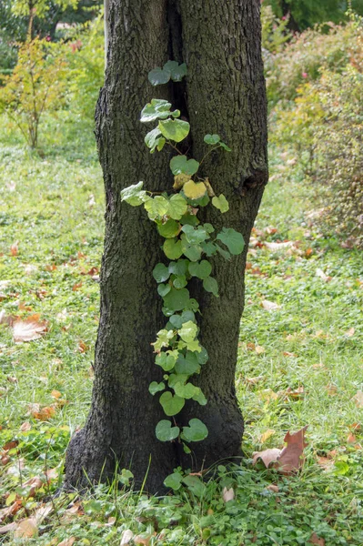 Heart Shaped Green Leaves Tree Trunk — Stock Photo, Image