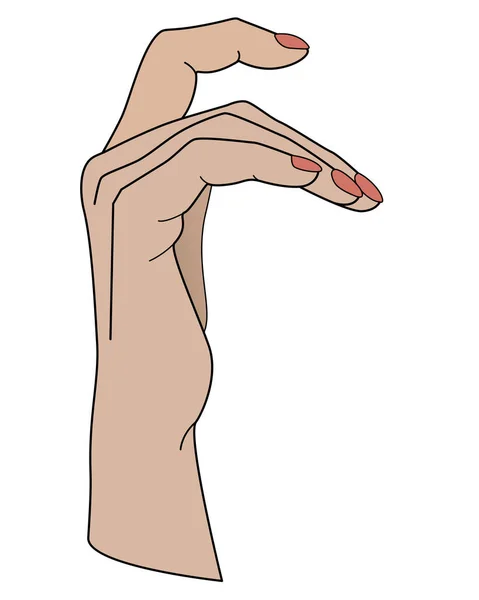 Руку Рука Изогнутыми Пальцами Векторная Полноцветная Иллюстрация Изящная Женская Рука — стоковый вектор