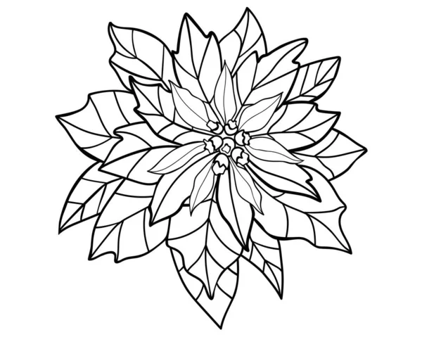 Poinsettia Рождественское Растение Векторная Линейная Картинка Окраски Набросок Цветок Poinsettia — стоковый вектор