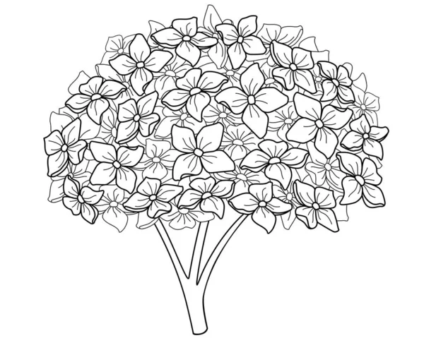 Гималаи Hydrangea Inflorescence Garden Plant Картинка Векторной Линии Вывески Логотипа — стоковый вектор