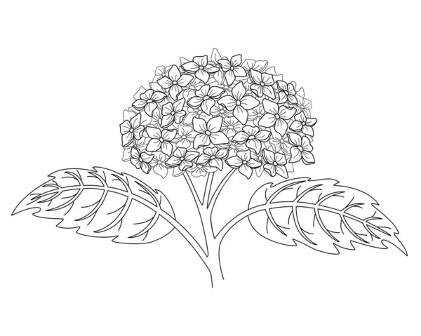 Hydrangea Inflorescence Leaves Garden Plant Vector Linear Picture Coloring Outline — Vetor de Stock