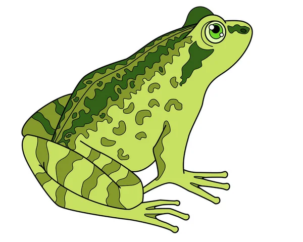 Grass Frog Amphibious Animal Vector Full Color Picture Toad Common Royaltyfria illustrationer