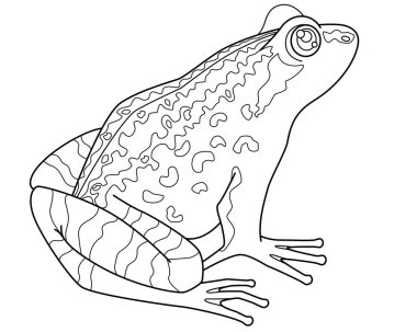 Grass frog, amphibious animal - vector linear picture for coloring. Outline. Toad or common frog, small amphibious animal for coloring book.