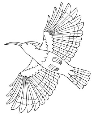 Hoopoe, bird in flight, bottom view - vector linear picture for coloring. Outline. Eurasian Hoopoe, a colorful bird with a crest for a coloring book.