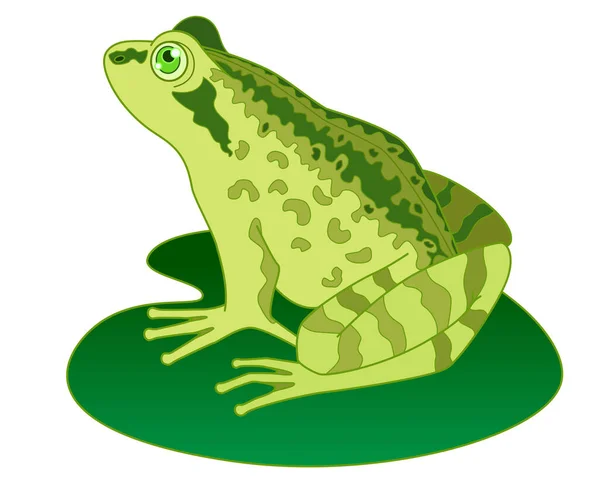 벡터의 개구리는 총천연색 그림을 그리고 두꺼비나 개구리 — 스톡 벡터
