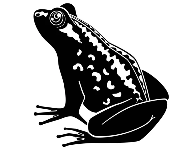 개구리가 앉아서 로고나 문자를 두꺼비 실루엣 그림을 그리고 두꺼비 동물표지 — 스톡 벡터