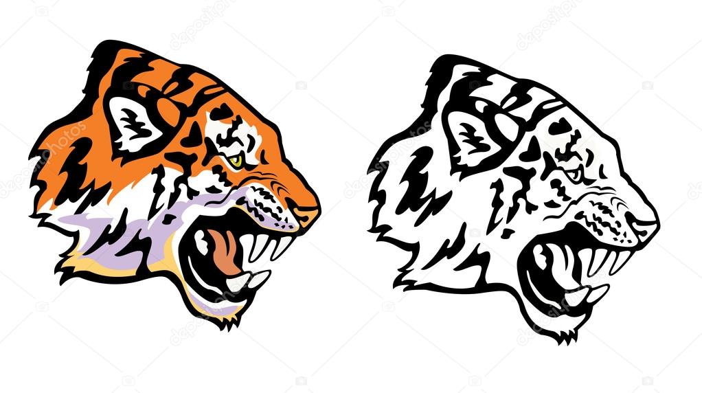 Tiger head ,profile view,vector picture isolated on white background,roaring animal
