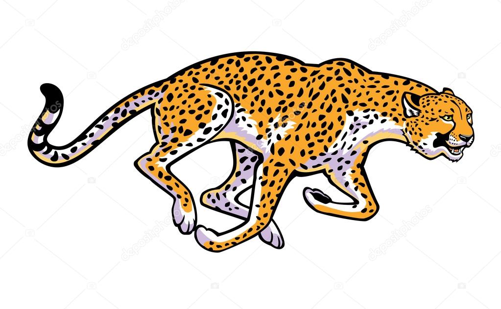 Running cheetah on white