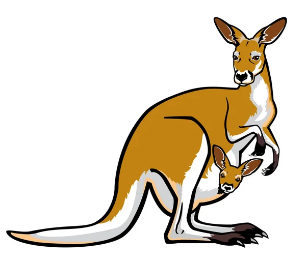 Red kangaroo with joey in pouch — Stock Vector