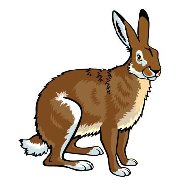 Brown hare on white clipart
