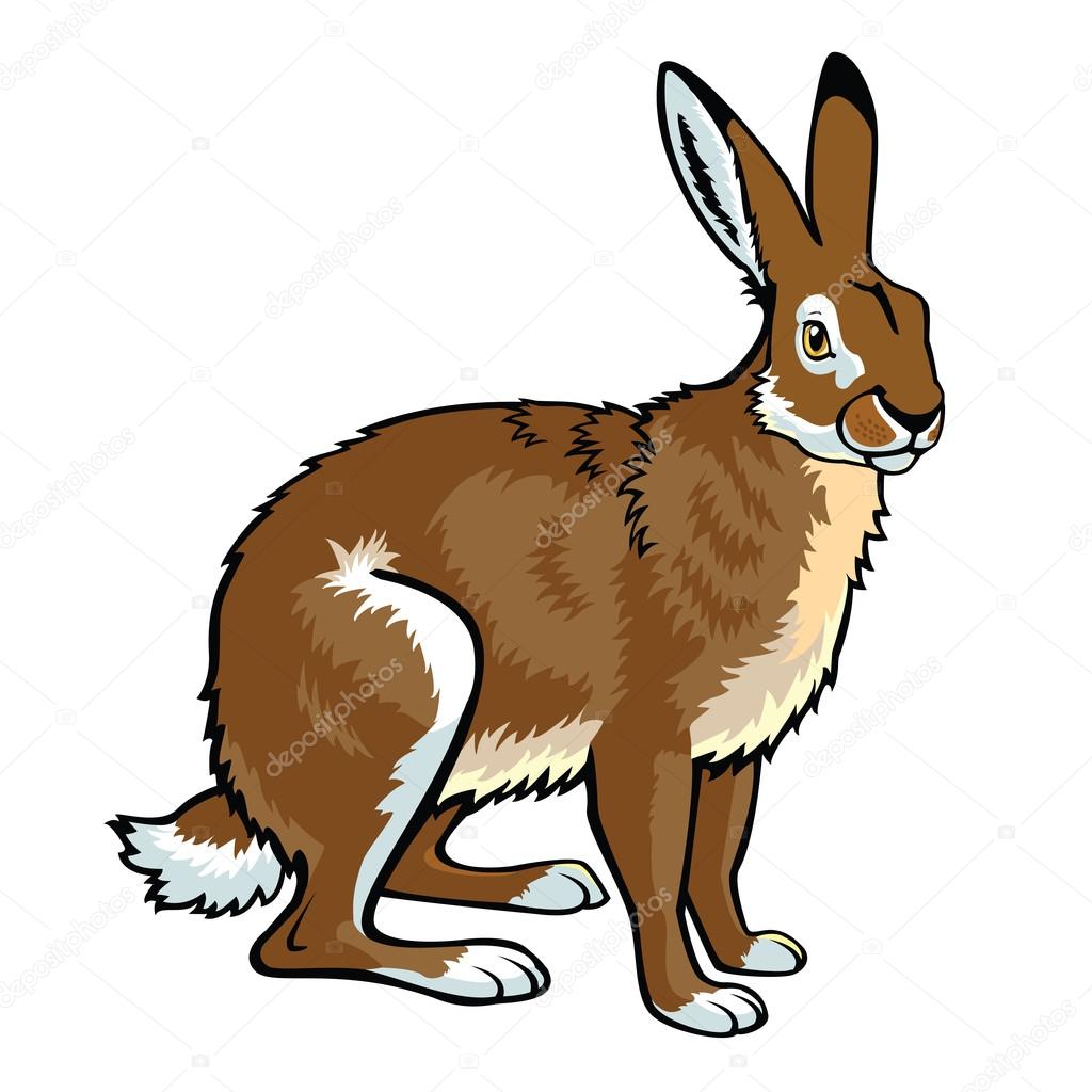 Hare Vector Art Stock Images | Depositphotos Hare Vector Art Stock Images | Depositphotos