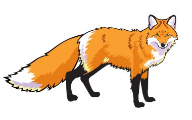 Standing red fox on white clipart