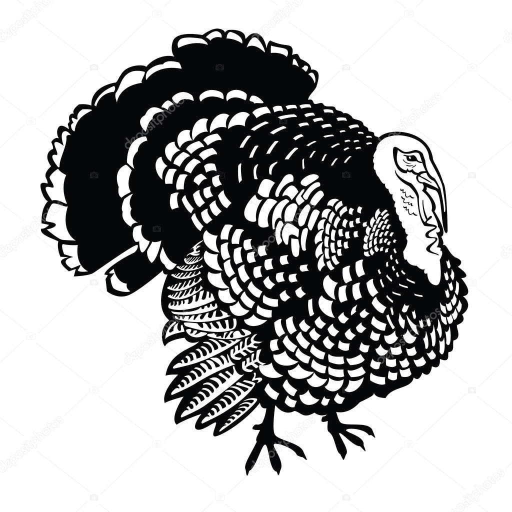 Standing turkey black and white