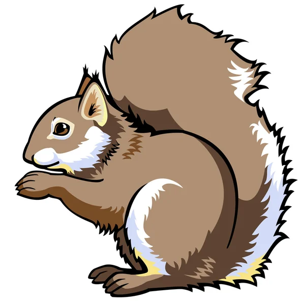 Sitting squirrel isolated on white — Stock Vector