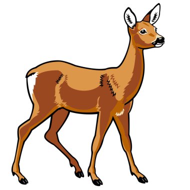 Roe deer on white clipart