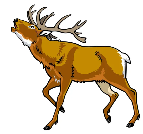 Cerf rouge — Image vectorielle