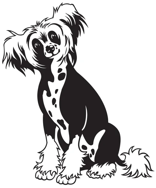 Chino cresta perro negro blanco — Vector de stock