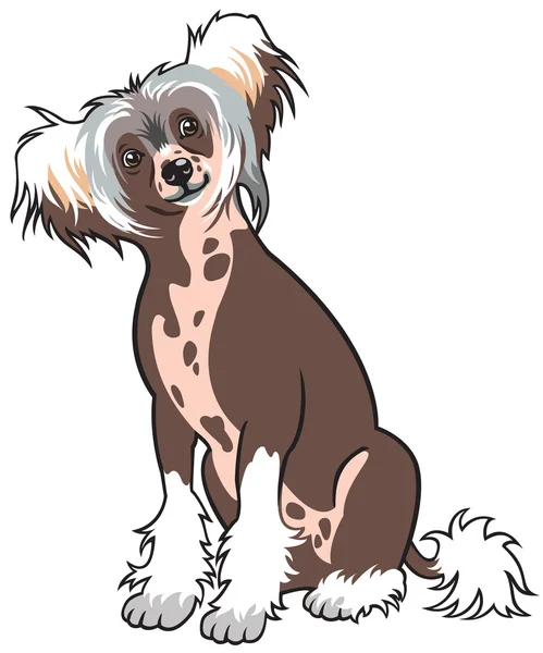 Chinese Crested dog — Stockvector