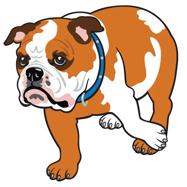 Bulldog inglés — Vector de stock