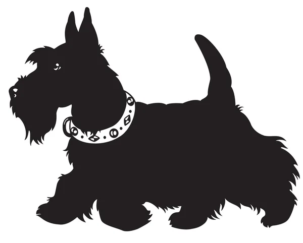 Scottish terrier black and white — Stock Vector