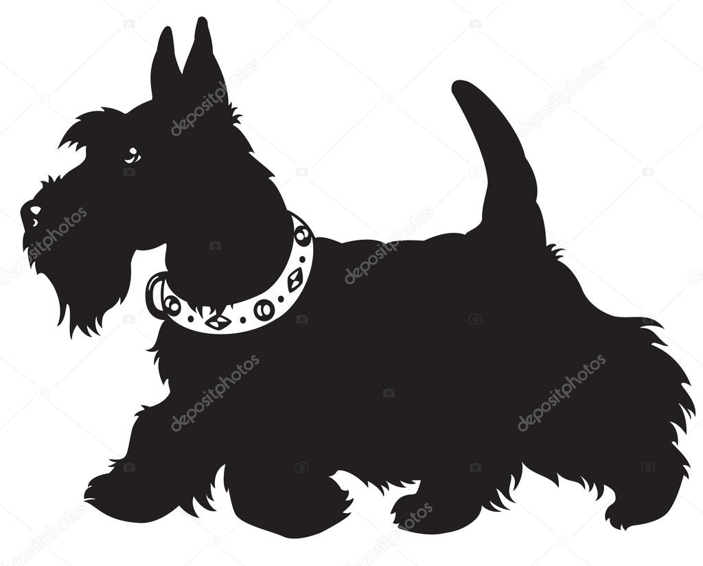 Scottish terrier black and white