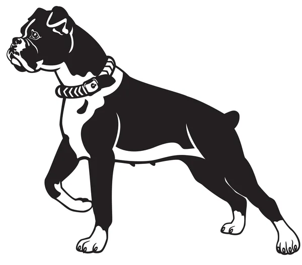 Boxer perro blanco y negro — Vector de stock