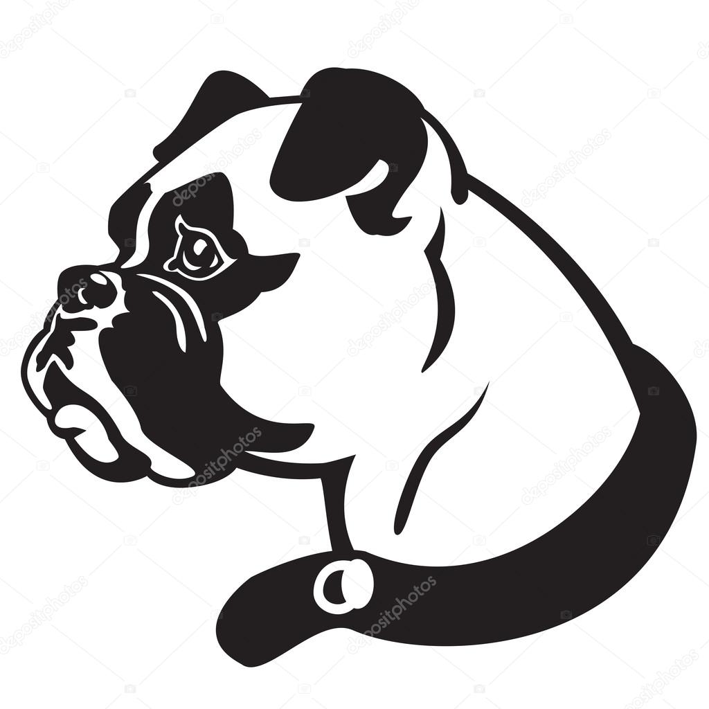 Boxer dog head black white