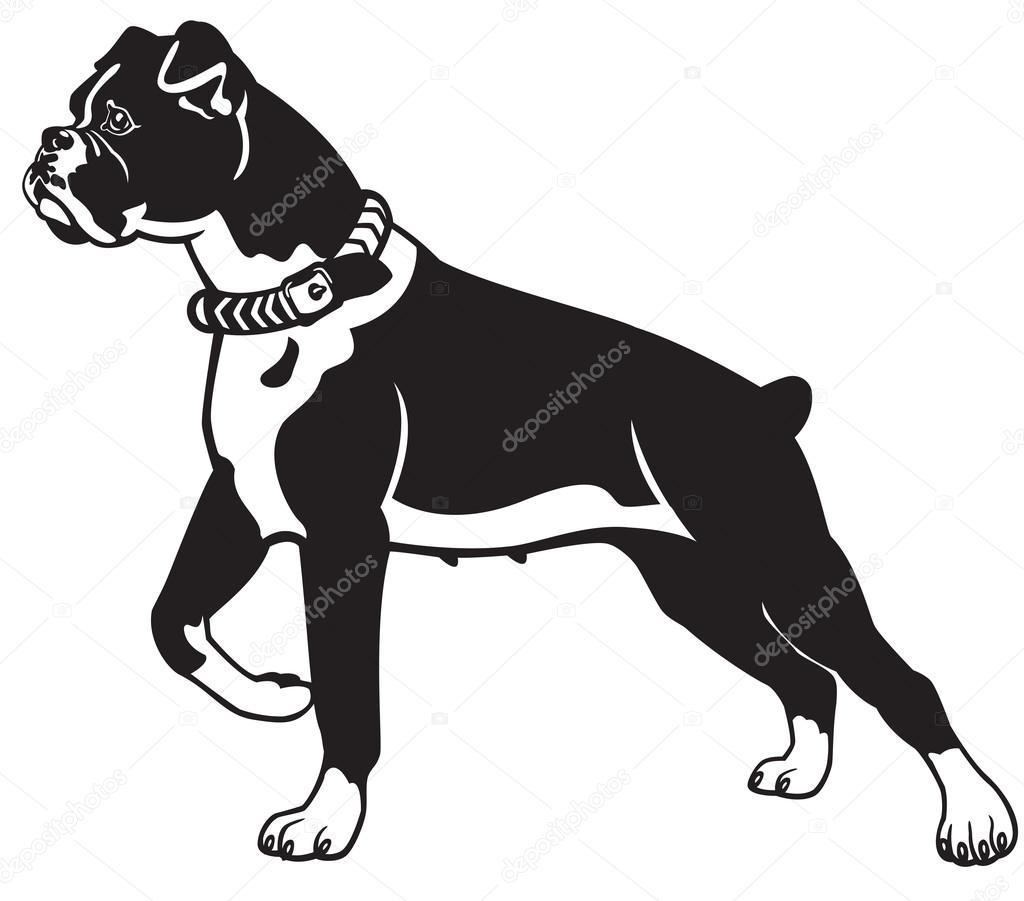 Boxer dog black and white