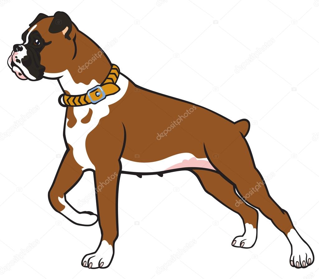 German boxer dog imágenes de stock de arte vectorial | Depositphotos