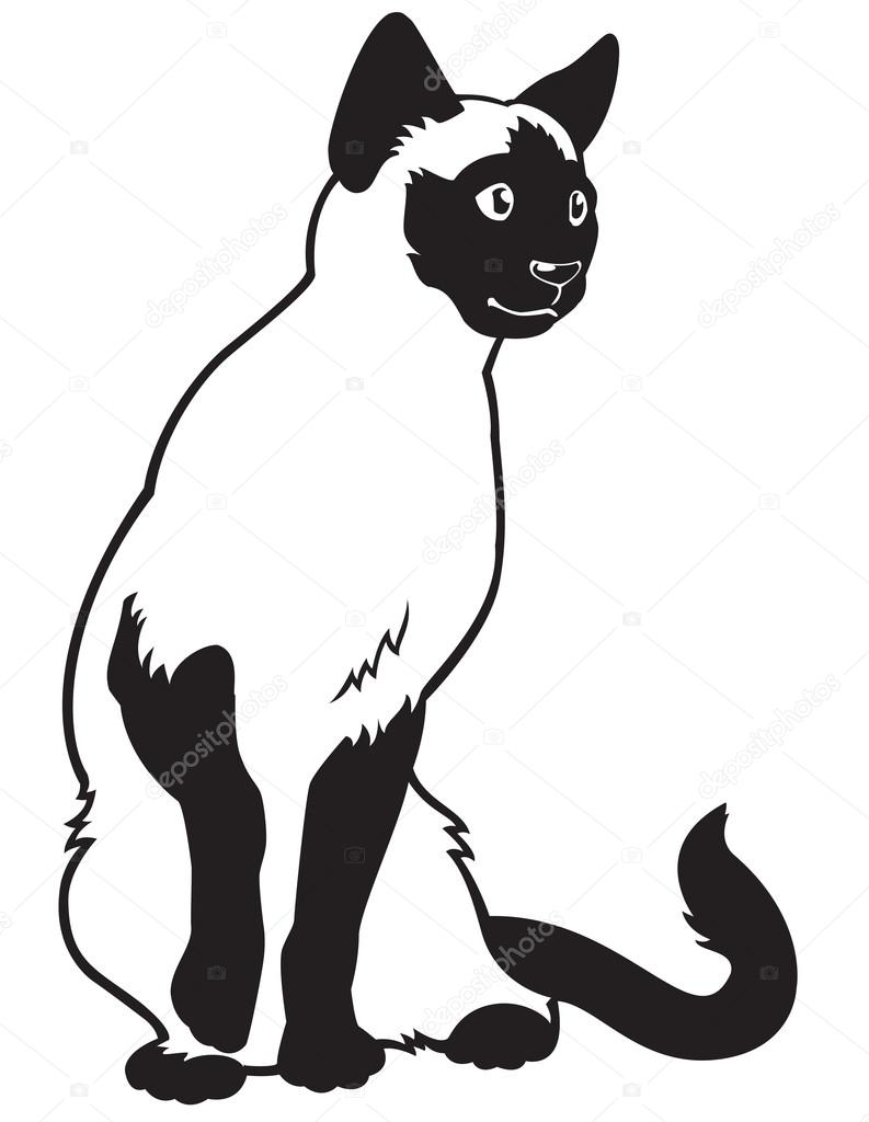 Siamese cat black and white