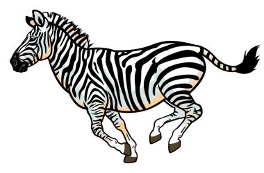 Beyaz üzerine Zebra