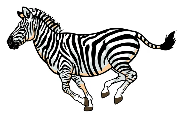 Zebra sul bianco — Vettoriale Stock