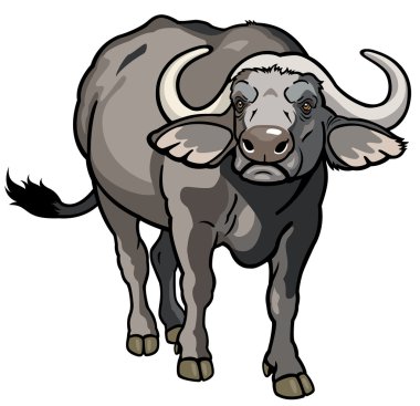 afrika pelerin buffalo