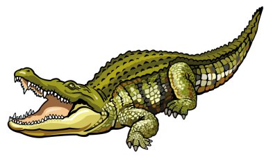 Nil cccrocodile
