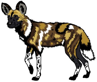 african wild dog clipart