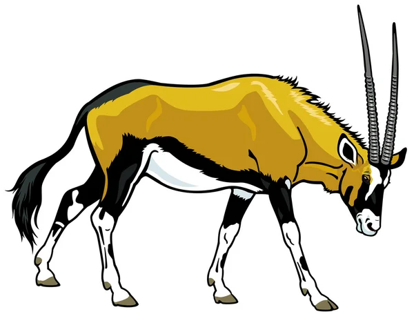 Gemsbok — Stockový vektor