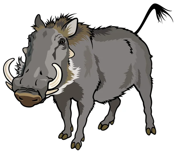 Warthog. — Vetor de Stock