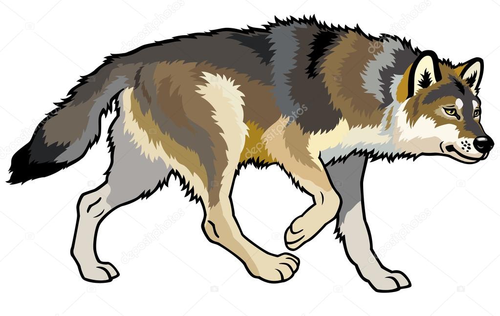 wolf side view