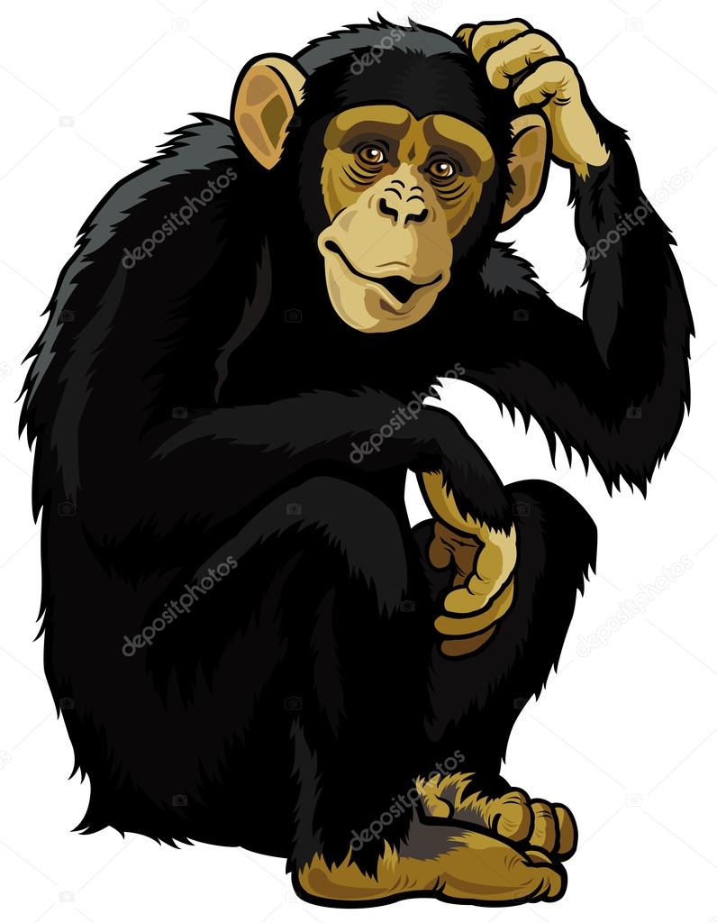 Chimpanzee Stock Vector Image by ©insima #20616277