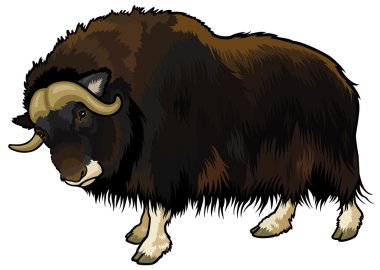 Muskox