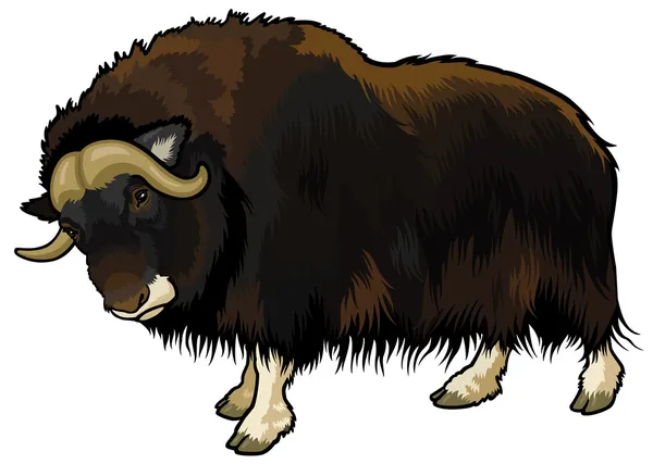 Muskox — Stok Vektör