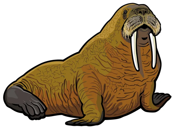 Walrus — Stockový vektor